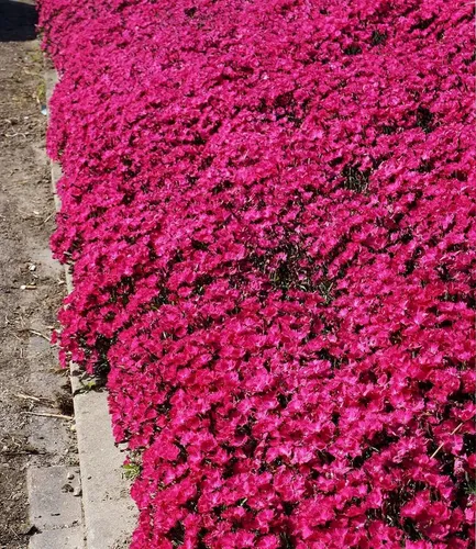 BALDUR Garten Winterharte Bodendecker-Nelke Vivid® - Schöne, mehrjährige Polsterstaude mit geringem Pflegeaufwand. Ideal für sonnige bis halbschattige Standorte, blüht im Sommer und erreicht eine Wuchshöhe von 10-15 cm.
