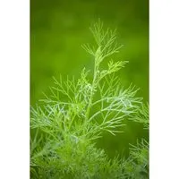 Artemisia Abrotanum Maritima Eberraute Ca. 11x11 cm Topf