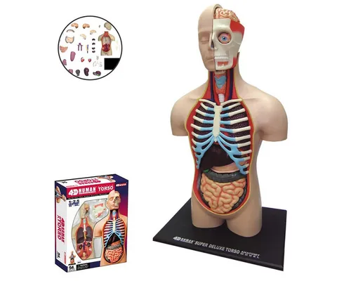 Dekoobjekt Anatomie des Menschen - Torso Modell - Lernen Sie den menschlichen Körper kennen! Dieses detailreiche Modell mit 52 handgemalten Teilen ist ideal für den Schulunterricht und fördert das anatomische Wissen spielerisch.