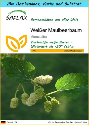 SAFLAX Blumensamen SAFLAX - Geschenkset - Weißer Maulbeerbaum