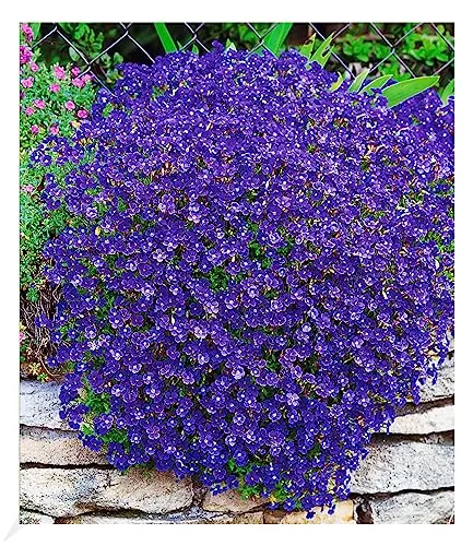 BALDUR Garten Winterharter Bodendecker Blaukissen 'Cascade Blue', 3 Pflanzen mehrjährig Steingarten, winterharte Staude, pflegeleicht, Wasserbedarf gering, blühend, Aubrieta x cultorum Cascade Blue