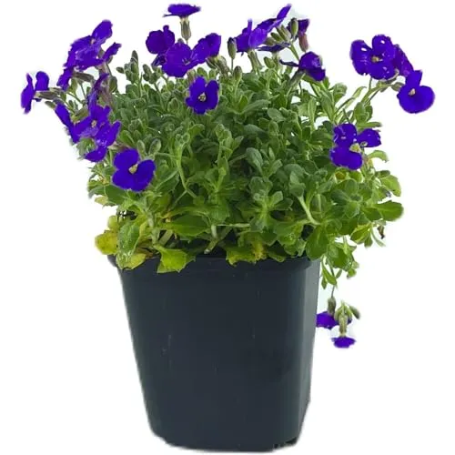 Aubrieta Cascade Blue