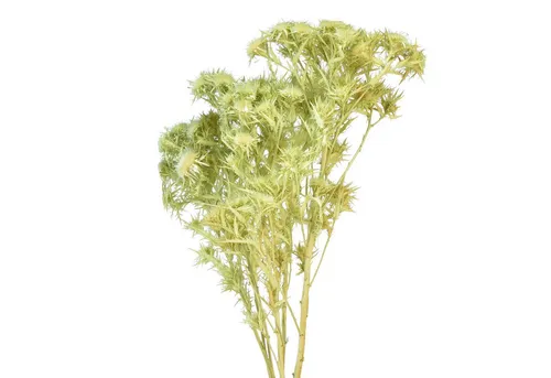 Trockenblume Trockendeko Wilde Distel Hellgrün 85g - Trockenblumen, Florists Products, Höhe 55 cm