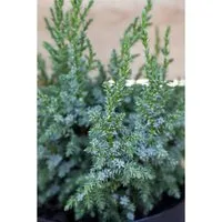 Juniperus Squamata Loderi Blauer Zwergwacholder 20–25 cm