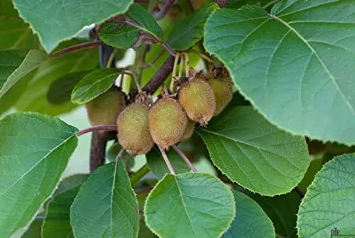 2er Set Kiwi 'Jenny' – Selbstfruchtende Kiwi-Pflanze 60-100 cm | Winterhart & Starkwachsend | Actinidia deliciosa