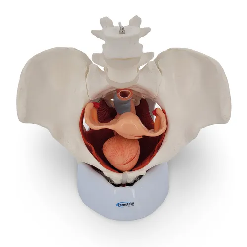 Weibliches Becken Anatomie Modell lebensgroß 7 teilig Organe Muskeln auf Schale