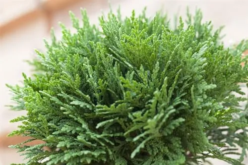 Thuja occidentalis 'Danica' 15–20 cm – Immergrün & Winterhart & Pflegeleicht – Kugel-Lebensbaum – Kübelpflanze für Terrasse & Beet