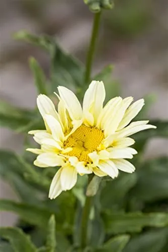 Leucanthemum x superbum 'Banana Cream' 9x9 cm Topf – Winterhart, Mehrjährig, Pflegeleicht – Margerite – Staude für Beet & Kübel