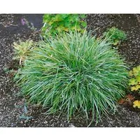 Sesleria Albicans Blaugras Ca. 9x9 cm Topf