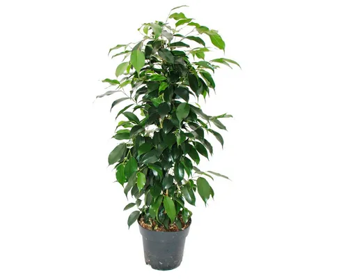 Exotenherz Zimmerpflanze Ficus benjamini 