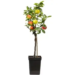 Plant in a Box - Apfelbaum mit 3 Sorten - Obstsamen & -pflanzen: Genießen Sie die Vielfalt mit einem Baum, der 'Jonagored', 'Golden Delicious' und 'Elstar' vereint. Selbstbestäubend, ideal für kleine Gärten und Terrassen.