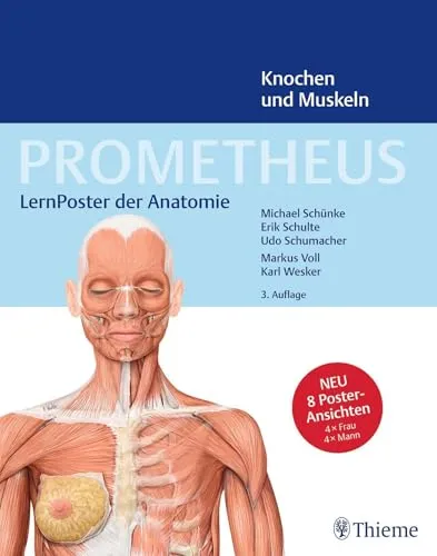 PROMETHEUS LernPoster der Anatomie, Knochen und Muskeln von Thieme