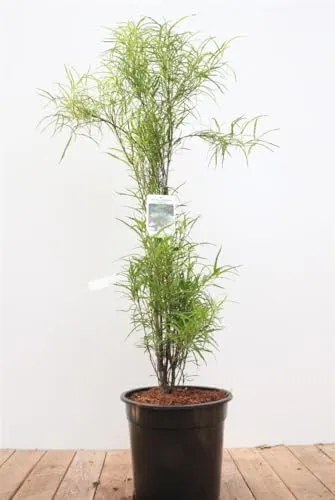 Rhamnus frangula 'Fine Line' - Säulen-Faulbaum - Säulenförmiger Strauch, ideal für schmale Beete und moderne Gärten. Pflegeleicht, winterhart bis -30 °C und perfekt als dekorativer Sichtschutz.