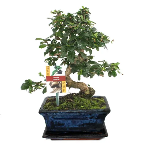 Exotenherz Bonsai Fukientee