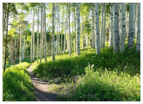 WallArena Vlies Fototapete Wald Sonne Birkenwald 250x175 cm - Elegante Vliestapete für Wohnzimmer und Schlafzimmer: Diese strapazierfähige Fototapete sorgt für eine angenehme Atmosphäre und ist einfach zu montieren. Inklusive Kleister und Montageanleitung für stressfreie Gestaltung.