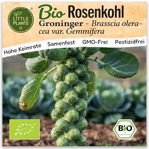 Little Plants BIO Rosenkohl Samen 50 Rosenkohlsamen Groninger Sprossenkohl Gemüsesamen Gemüsesaatgut Samenfest für Gemüsegarten, Hochbeet, Küche, Balkon und Garten