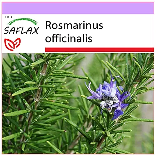 SAFLAX - Heilpflanzen - Echter Rosmarin - 100 Samen - Rosmarinus officinalis