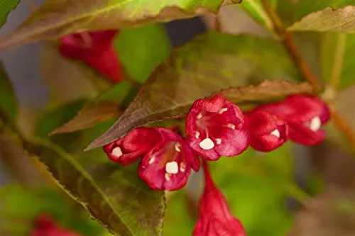 Weigela 'All Summer Red' - Pflegeleichte Weigelie mit leuchtend roten Blüten - Blumensamen & -pflanzen: Leuchtend rote Blüten von Mai bis September, ideal für Rabatten und bienenfreundlich. Pflegeleicht und winterhart bis -20 °C, perfekt für Gartenanfänger und erfahrene Gärtner.