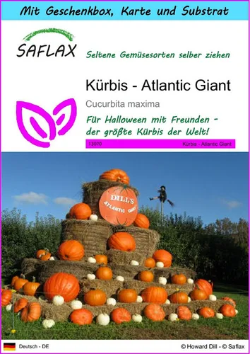 SAFLAX Gemüsesamen SAFLAX - Geschenkset - Kürbis - Atlantic Giant