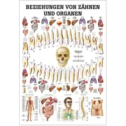 Ruediger Anatomie TA75 von Rüdiger-Anatomie