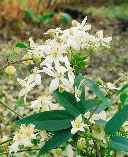 Clematis Armandii Snowdrift - Immergrün mit Weißen Blüten - Kletterpflanze mit duftenden, schneeweißen Blüten von März bis April, pflegeleicht und winterhart, ideal für Pergolen und Zäune.