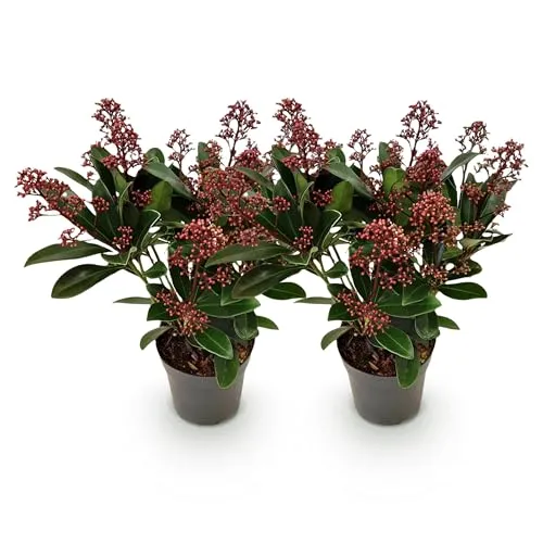 GreenboutiQ - Terrassenpflanze - Skimmia japonica Rubella - Blüte Rot - 10+ Blumen - 2 Pflanzen - Winterhart - Topf 10,5cm Höhe 25cm