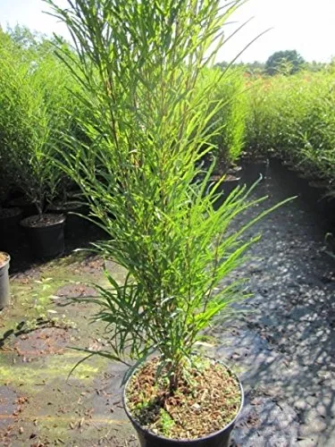 Produktbild Säulen-Faulbaum Fine Line ®