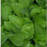 Produktbild Funkie - Hosta elata