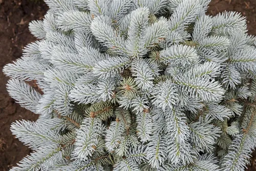 Pflanzen für Dich Blaufichte Picea pungens Glauca Globosa, 1 St. - Die kompakte Blaue Stech-Fichte überzeugt mit silbrig-blauen Nadeln und bleibt über Jahre formstabil. Ideal für Vorgärten, Steingärten oder als Kübelpflanze, bringt sie Struktur und Farbe in Ihren Garten.