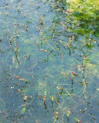 Produktbild Myriophyllum spicatum 9x9 cm Topf – Winterhart Mehrjährig Pflegeleicht – Tausendblatt – Unterwasserpflanze für Teich & Aquarium