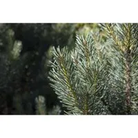 Pflanzen für Dich Konifere Pinus sylvestris Watereri - Ziergehölze, kompakte Zwergform der Waldkiefer mit blaugrünen Nadeln, ideal für Vorgärten und Kübelpflanzungen, pflegeleicht und trockenheitsverträglich.