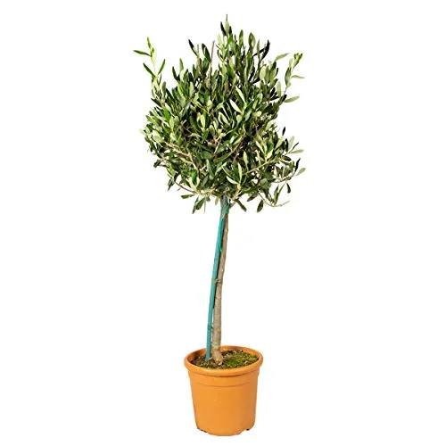 Bloomique Olivenbaum Olea Europaea von Bloomique
