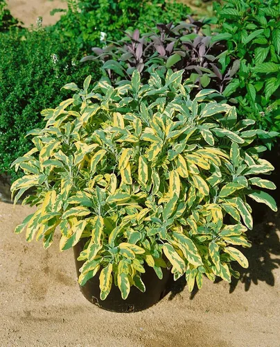 Pflanzen für Dich Staude Salvia officinalis Aurea, 1 St., Gold-Salbei, Bunter Salbei, Gelbbunter Salbei