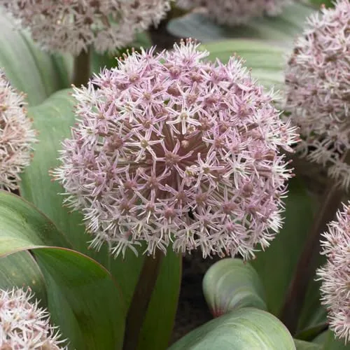 Allium Zwiebeln Winterhart Mehrjährig - Karataviense - 5 Blumenzwiebeln - Allium Giganteum Zwiebeln - Duftende Pflanzen aus Holland für Garten, Topf (große Knollen, kein Samen, nicht künstlich)