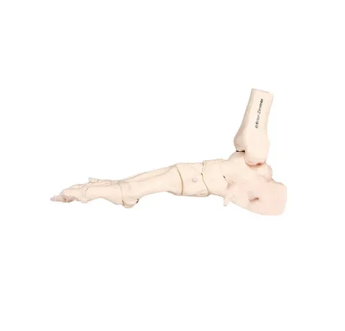 Erler Zimmer Fußskelett Modell – Beweglich und naturgetreu - Magnettafeln: Realistisches Fußskelett mit Schien- und Wadenbeinansatz, flexibel auf Gummi montiert für perfekte Abrollbewegungen.