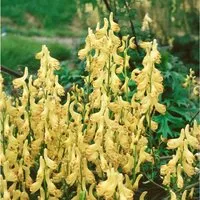 Aconitum Lycoctonum Ssp.vulparia Gelber Eisenhut Ca. 9x9 cm Topf