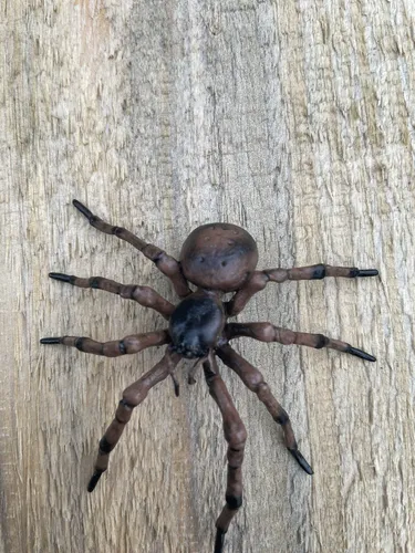 Papo Spinne Hausspinne 50292