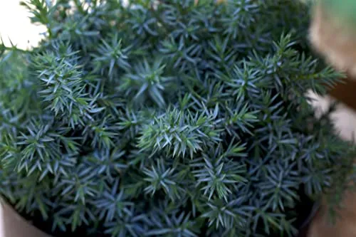Juniperus chinensis 'Blue Alps' 20–30 cm – Winterhart, Immergrün, Pflegeleicht – Chinesischer Wacholder – Ziergehölz für Steingarten & Kübel