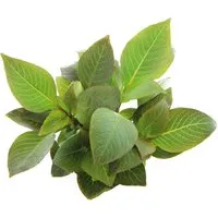 Produktbild Dennerle Plants Aquariumpflanze Hygrophila Corymbosa Kompakt