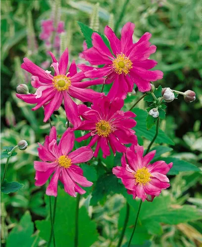 Pflanzen für Dich Staude Anemone jap. Prinz Heinrich, 1 St., Herbst-Anemone, Japanische Anemone