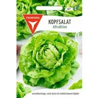 FRANKONIA Kopfsalat Attraktion Kleinpackung