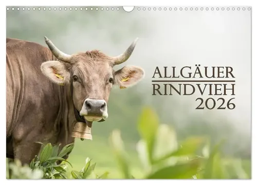 Juliane Wandel | Allgäuer Rindvieh 2026 Wandkalender von CALVENDO