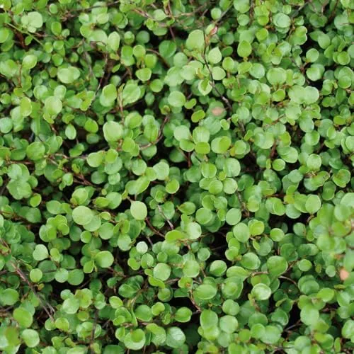 Mühlenbeckia, sattgrün, Topf-Ø 9 cm, 12 Stück von Pflanzen-Kölle