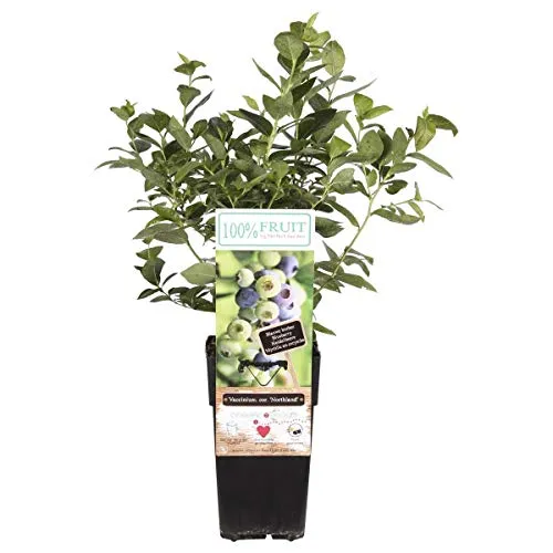Heidelbeere Northland ca. 60 cm – Vaccinium corymbosum – winterharte Heidelbeer-Pflanze im Topf, reichtragend, aromatische Früchte, ideal für Garten, Terrasse & Kübel