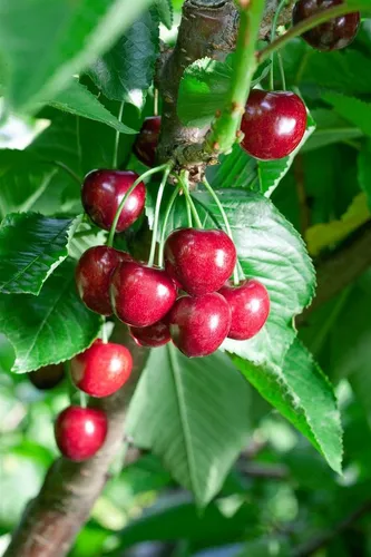 Prunus Avium Summit Süßkirsche 150–200 cm - Hausbäume mit großen, saftigen dunkelroten Früchten, die im Juli reifen. Pflegeleicht und winterhart, ideal für Obstgärten. Attraktive Blüten im Frühjahr ziehen Bienen an.