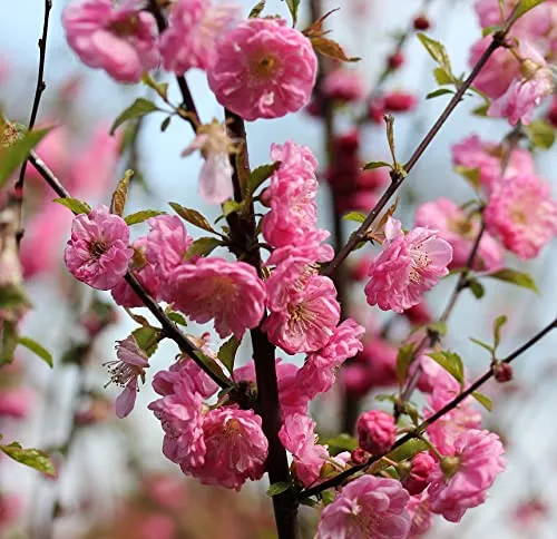 Ziermandel, Mändelbäumchen `Rosenmund´, Prunus triloba, 30-40cm im Topf