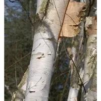 Produktbild Weißrindige Himalaja-Birke 100-125cm - Betula utilis