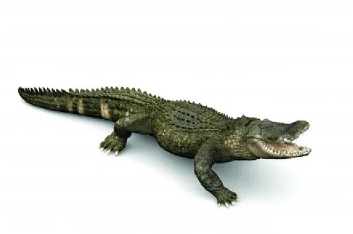 Papo Wild Life Alligator 50254 - Handbemalte Sammlerfigur, fördert Kreativität und Fantasie bei Kindern ab 3 Jahren