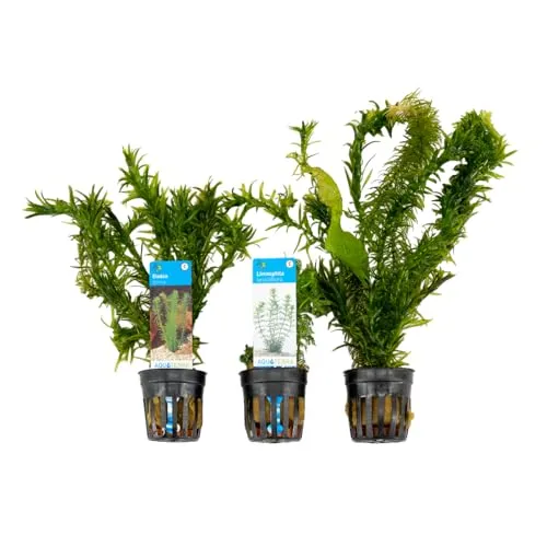 Bloomique - 3er Set - Aquarium Pflanzen Echt - Aquarium Zubehör - Wasserpflanzen - Reinigend - Sauerstoff -Wasserpest, Hydrocotyle, Limnophila - Höhe 15-20 cm