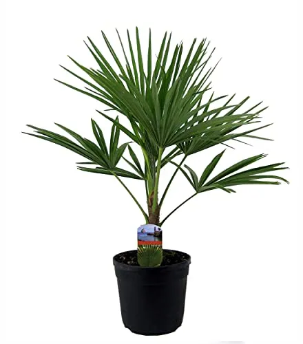 BALDUR Garten Winterharte Kübel-Palme Trachycarpus fortunei - Baumsamen & -pflanzen, sehr robust und pflegeleicht, ideal für Gärten und Terrassen, benötigt nur wenig Wasser und ist mehrjährig.